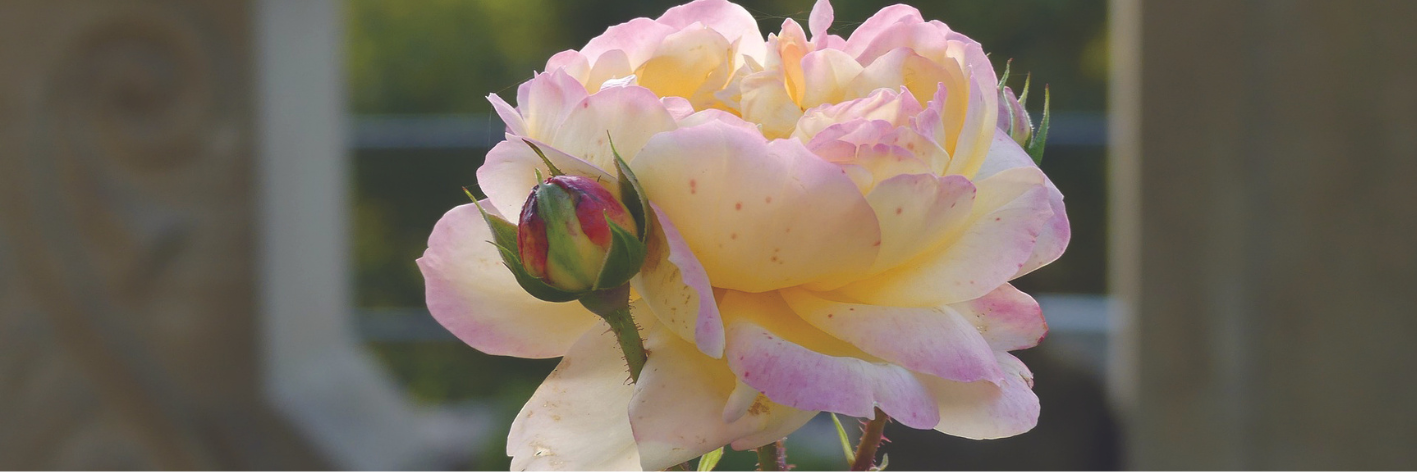 Rose cimetière
